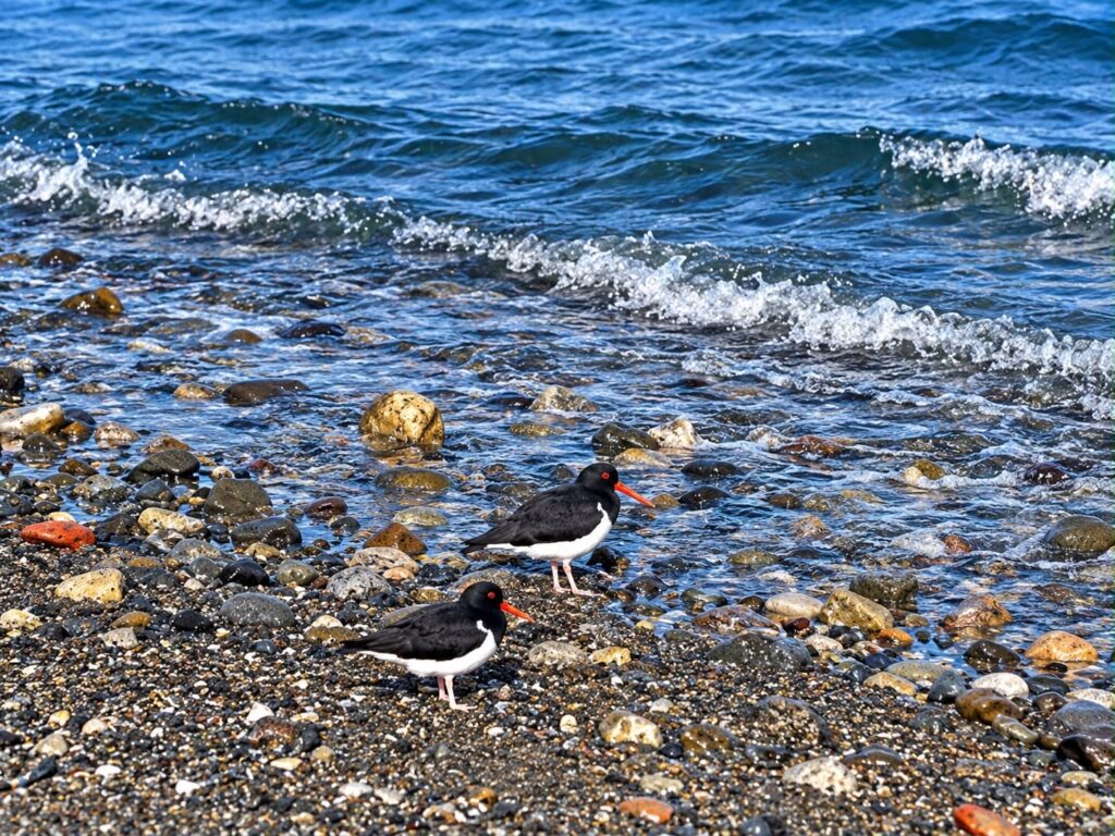 entorno fauna del estrecho